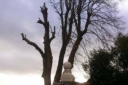 Elagage arbre Chauny